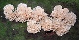 Hydnopolyporus palmatus image