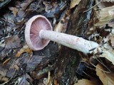 Lactarius subpurpureus image