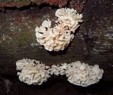 Hydnopolyporus palmatus image