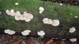 Hydnopolyporus palmatus image