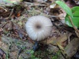 Entoloma serrulatum image