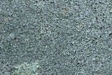 Aspicilia caesiocinerea image