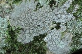 Aspicilia caesiocinerea image