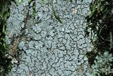 Aspicilia caesiocinerea image
