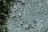 Aspicilia caesiocinerea image