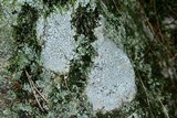 Aspicilia caesiocinerea image