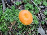 Hygrocybe reidii image