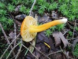Hygrocybe reidii image