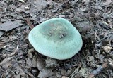 Russula parvovirescens image