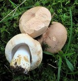 Russula compacta image
