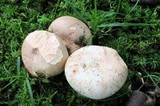 Russula compacta image