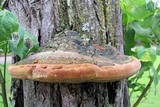 Phellinus robiniae image