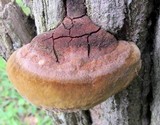 Phellinus robiniae image