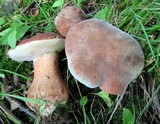 Tylopilus ferrugineus image