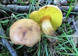 Aureoboletus innixus image