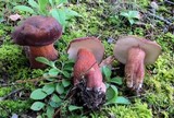 Tylopilus badiceps image