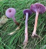 Laccaria amethystina image