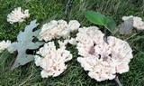 Tremellodendron pallidum image