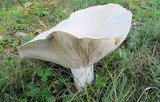 Lactarius piperatus image