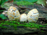 Coprinopsis variegata image