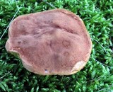 Boletus illudens image