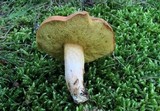 Boletus illudens image