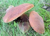 Tylopilus variobrunneus image