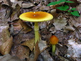 Amanita banningiana image