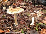 Inocybe mixtilis image