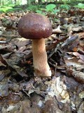 Tylopilus badiceps image
