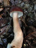 Tylopilus badiceps image