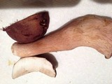 Tylopilus badiceps image