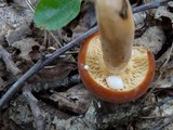 Lactarius volemus image
