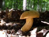 Boletus vermiculosoides image