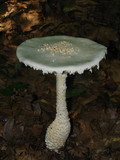 Amanita magniradix image