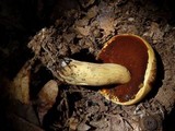 Boletus vermiculosoides image