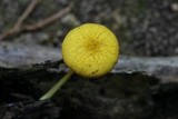Pluteus chrysophlebius image