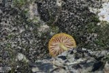 Pluteus chrysophlebius image