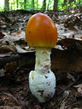 Amanita banningiana image