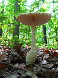 Amanita magniradix image