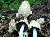 Coprinopsis variegata image