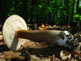 Tylopilus rubrobrunneus image