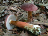 Tylopilus rubrobrunneus image