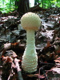 Amanita magniradix image