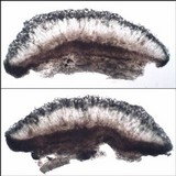 Lecidella elaeochroma f. elaeochroma image