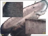 Lecidella stigmatea image