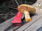 Neolentinus lepideus image