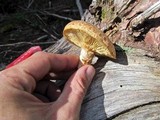 Neolentinus lepideus image