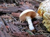 Neolentinus lepideus image