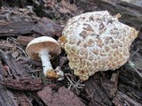 Neolentinus lepideus image